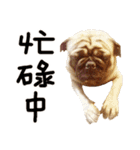 Pug is cute,His name is weiwei.（個別スタンプ：39）