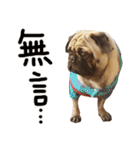 Pug is cute,His name is weiwei.（個別スタンプ：40）