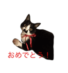 ハチワレン（個別スタンプ：6）
