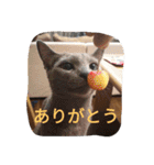 今日の出雲（個別スタンプ：11）
