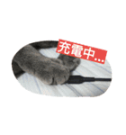 今日の出雲（個別スタンプ：19）