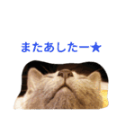 今日の出雲（個別スタンプ：36）