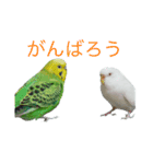 セキセイ＆オカメのインコスタンプ！（個別スタンプ：29）