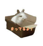 ライオンラビット☆もぐもぐ ☆うさぎ（個別スタンプ：2）