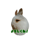 ライオンラビット☆もぐもぐ ☆うさぎ（個別スタンプ：6）