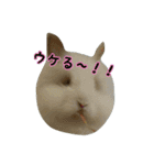 ライオンラビット☆もぐもぐ ☆うさぎ（個別スタンプ：7）