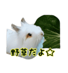 ライオンラビット☆もぐもぐ ☆うさぎ（個別スタンプ：10）