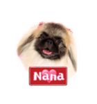 ペキニーズ Nana（個別スタンプ：1）