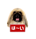 ペキニーズ Nana（個別スタンプ：2）