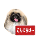 ペキニーズ Nana（個別スタンプ：3）