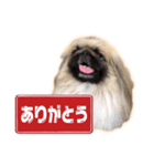 ペキニーズ Nana（個別スタンプ：4）