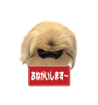 ペキニーズ Nana（個別スタンプ：6）