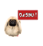ペキニーズ Nana（個別スタンプ：7）