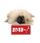 ペキニーズ Nana（個別スタンプ：8）