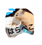 みそたろう.（個別スタンプ：12）