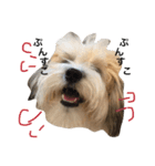チワマル ぴかる3♪（個別スタンプ：1）