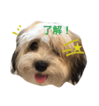 チワマル ぴかる3♪（個別スタンプ：13）