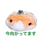 無気力なぺん（個別スタンプ：5）