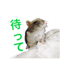 無気力なぺん（個別スタンプ：9）