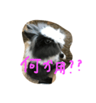ライオンラビットのぺろちゃん（個別スタンプ：16）
