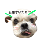 シーズーとチワックスの日常会話。（個別スタンプ：3）