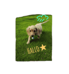 私は犬が好き！（個別スタンプ：1）