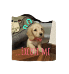 私は犬が好き！（個別スタンプ：2）