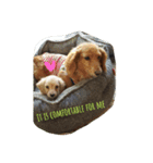私は犬が好き！（個別スタンプ：4）