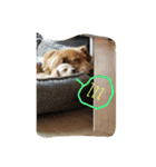 私は犬が好き！（個別スタンプ：5）