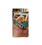 私は犬が好き！（個別スタンプ：7）