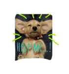 私は犬が好き！（個別スタンプ：8）