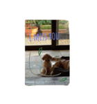 私は犬が好き！（個別スタンプ：11）