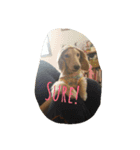 私は犬が好き！（個別スタンプ：14）