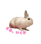 うさぎの優たん2（個別スタンプ：14）