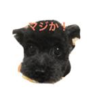 テンテンの言葉（個別スタンプ：3）