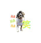 チワワのレオたん（個別スタンプ：13）