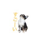チワワのレオたん（個別スタンプ：17）