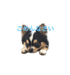 チワワのレオたん（個別スタンプ：19）