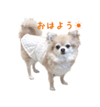 チワワのhappyの日常（個別スタンプ：1）