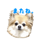 チワワのhappyの日常（個別スタンプ：2）