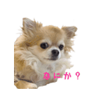 チワワのhappyの日常（個別スタンプ：3）