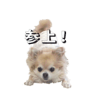 チワワのhappyの日常（個別スタンプ：5）