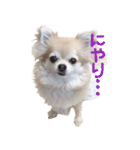 チワワのhappyの日常（個別スタンプ：10）