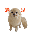 チワワのhappyの日常（個別スタンプ：11）