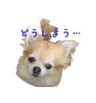 チワワのhappyの日常（個別スタンプ：12）