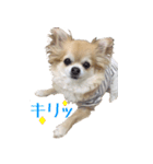 チワワのhappyの日常（個別スタンプ：19）