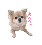 チワワのhappyの日常（個別スタンプ：20）