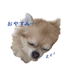 チワワのhappyの日常（個別スタンプ：21）