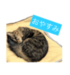 我ニャはおいち！+α 家庭的スタンプ（個別スタンプ：2）