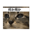 我ニャはおいち！+α 家庭的スタンプ（個別スタンプ：4）